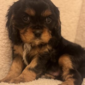 Cavalier King Charles Spaniel