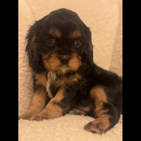 Cavalier King Charles Spaniel