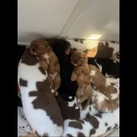 Cavalier King Charles Spaniel