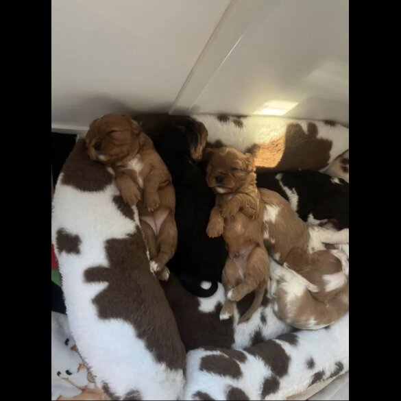 Cavalier King Charles Spaniel