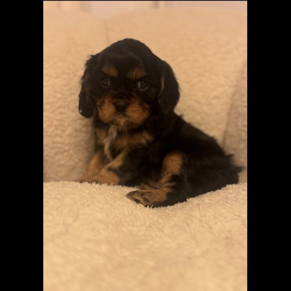 Cavalier King Charles Spaniel