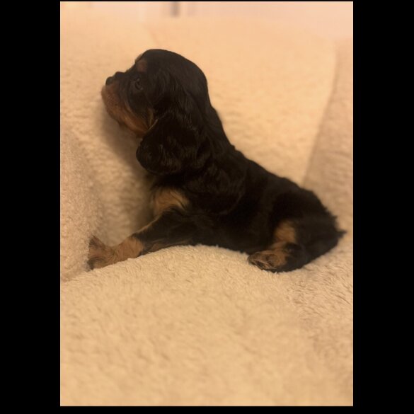 Cavalier King Charles Spaniel