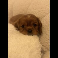 Cavalier King Charles Spaniel