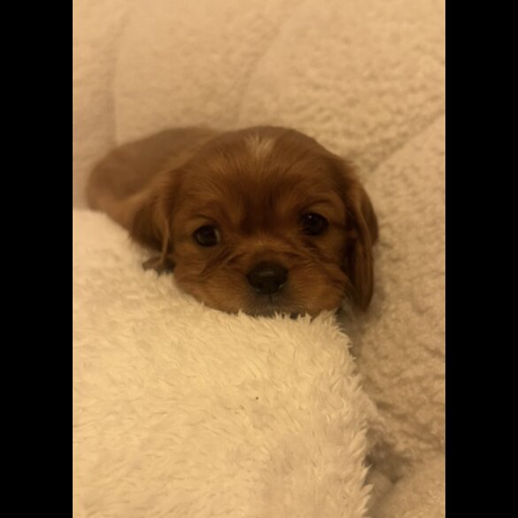 Cavalier King Charles Spaniel