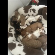 Cavalier King Charles Spaniel