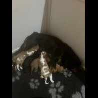 Cavalier King Charles Spaniel