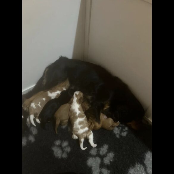 Cavalier King Charles Spaniel