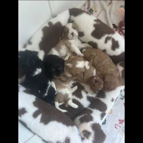 Cavalier King Charles Spaniel