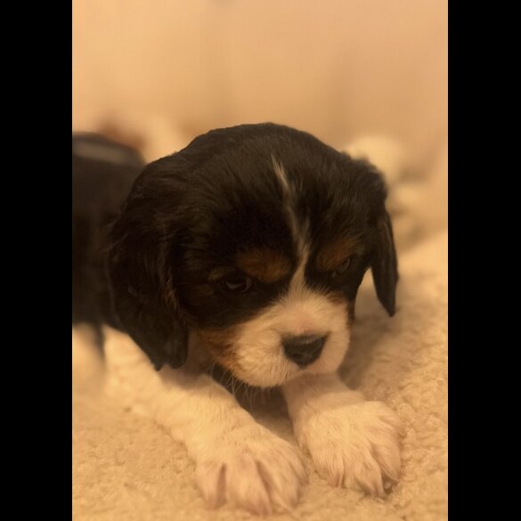 Cavalier King Charles Spaniel