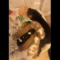 Cavalier King Charles Spaniel