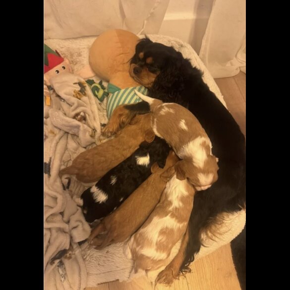 Cavalier King Charles Spaniel