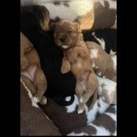 Cavalier King Charles Spaniel