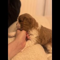 Cavalier King Charles Spaniel
