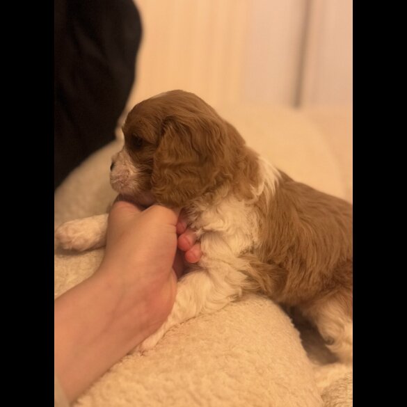 Cavalier King Charles Spaniel