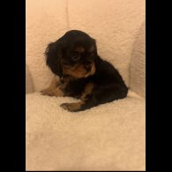 Cavalier King Charles Spaniel