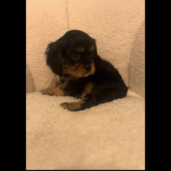 Cavalier King Charles Spaniel