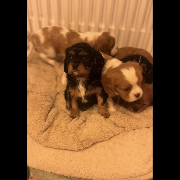 Cavalier King Charles Spaniel
