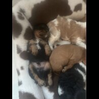 Cavalier King Charles Spaniel