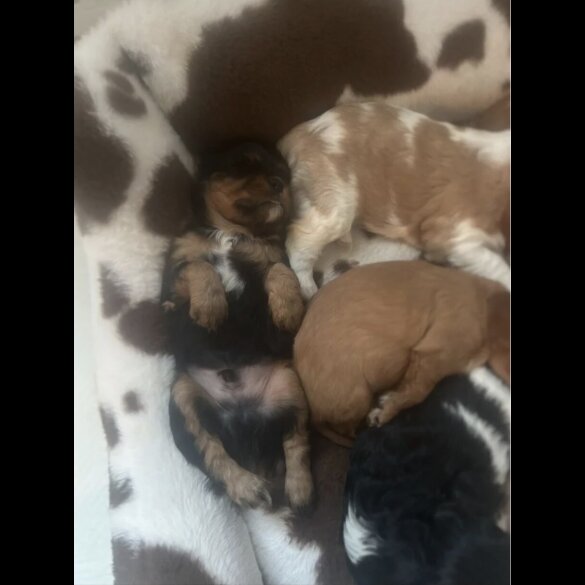 Cavalier King Charles Spaniel