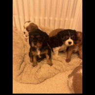 Cavalier King Charles Spaniel