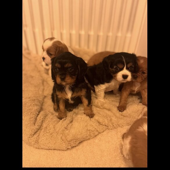 Cavalier King Charles Spaniel