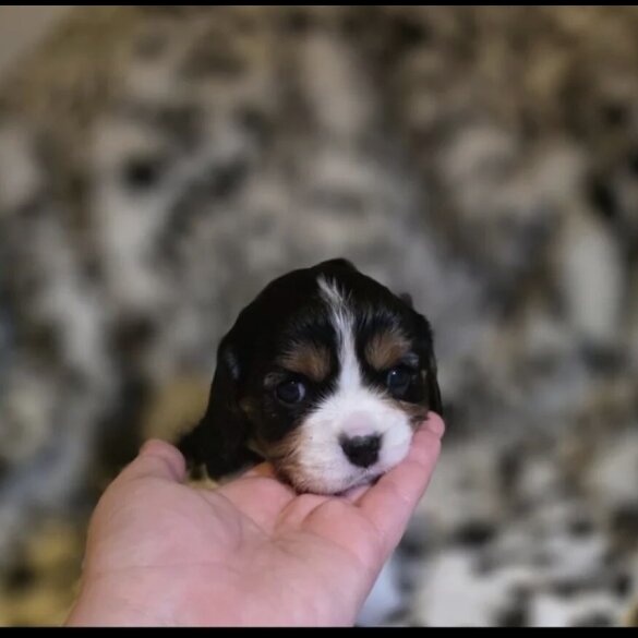 Cavalier King Charles Spaniel