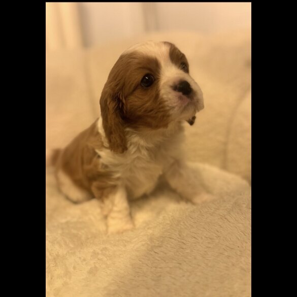 Cavalier King Charles Spaniel