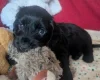 Cockapoo