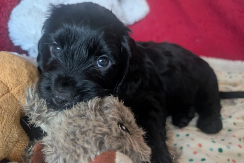 Cockapoo