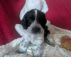 Cockapoo