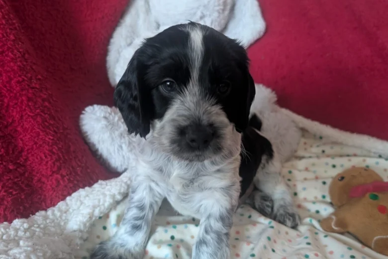 Cockapoo