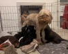 Cockapoo