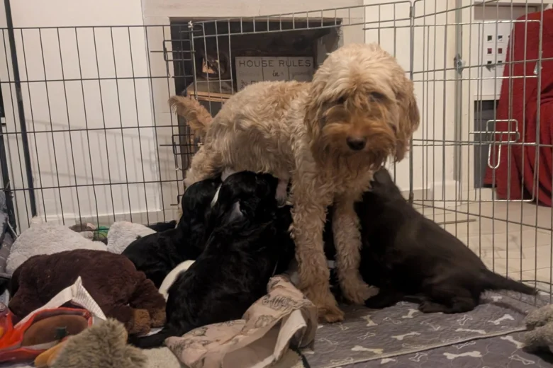 Cockapoo