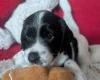 Cockapoo