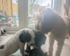 Cockapoo