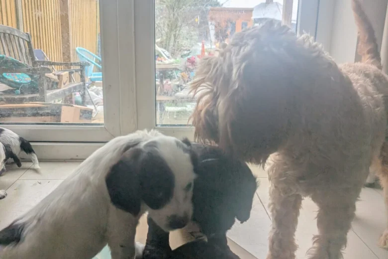 Cockapoo