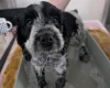 Cockapoo