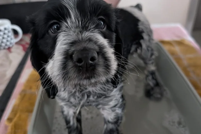 Cockapoo