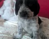 Cockapoo