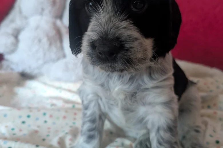 Cockapoo