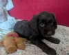 Cockapoo