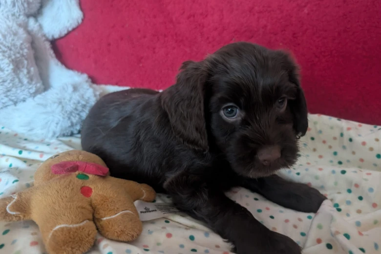 Cockapoo