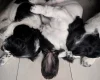 Cockapoo