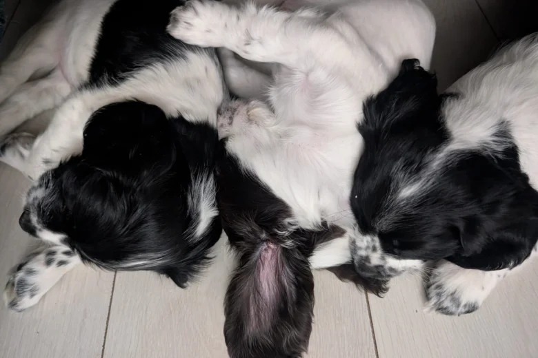 Cockapoo