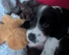 Cockapoo