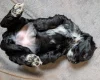 Cockapoo