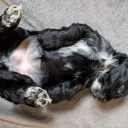 Cockapoo