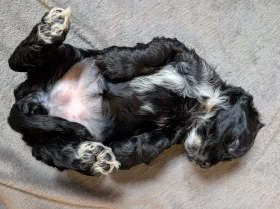 Cockapoo