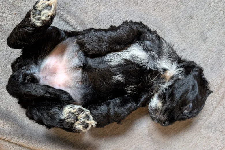 Cockapoo