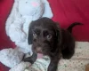 Cockapoo